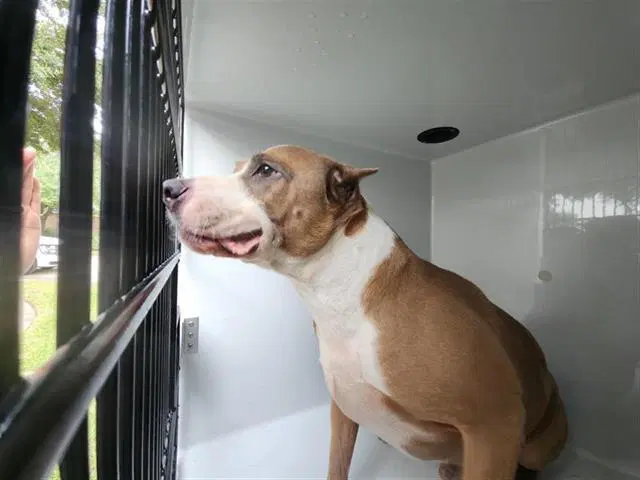 Kaya - Pit Bull Terrier