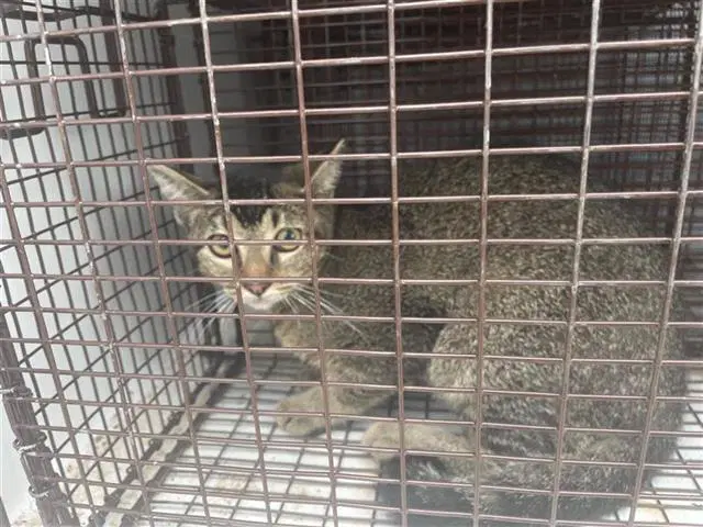 Unknown - Domestic Short Hair