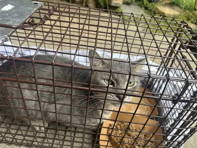 Unknown - Domestic Short Hair