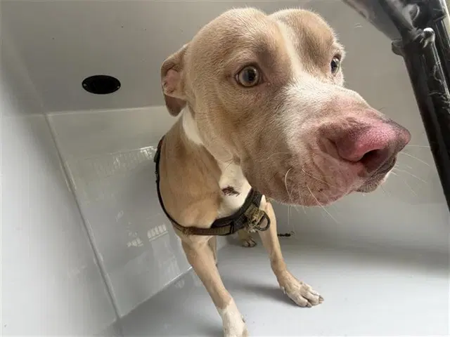 Unknown - Pit Bull Terrier