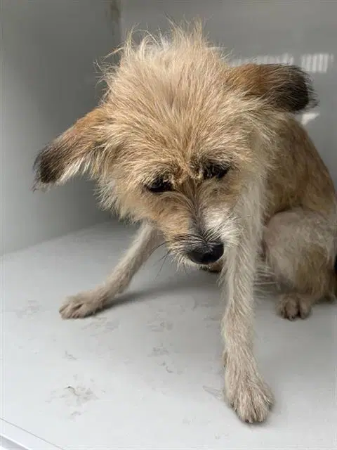 Unknown - Cairn Terrier