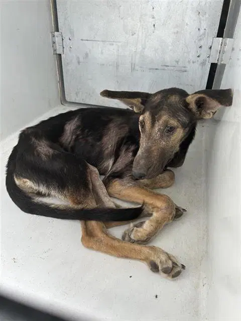 Unknown - German Shepherd Dog