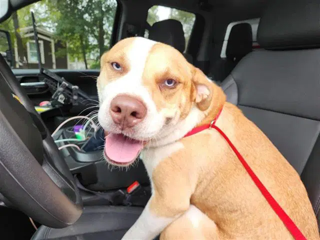 Unknown - Staffordshire Bull Terrier