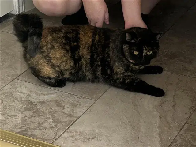 Unknown - Domestic Short Hair