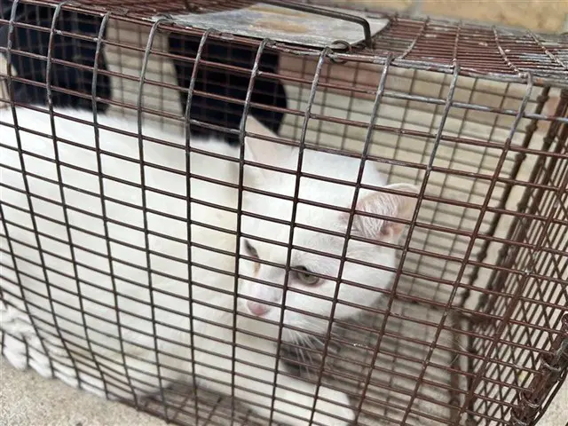 Unknown - Domestic Short Hair