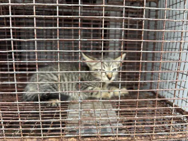 Unknown - Domestic Short Hair