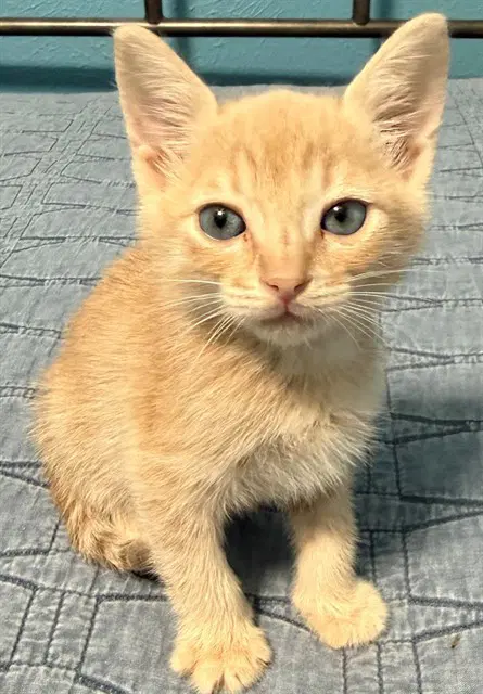 Gus image 1