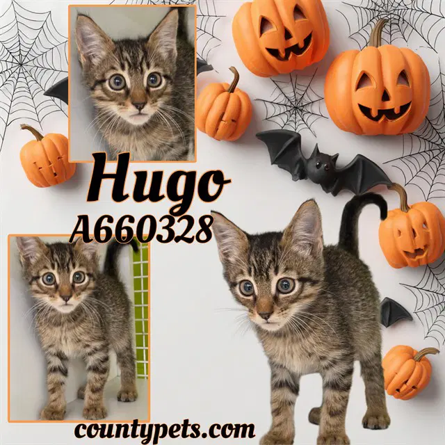 Hugo - Domestic Short Hair