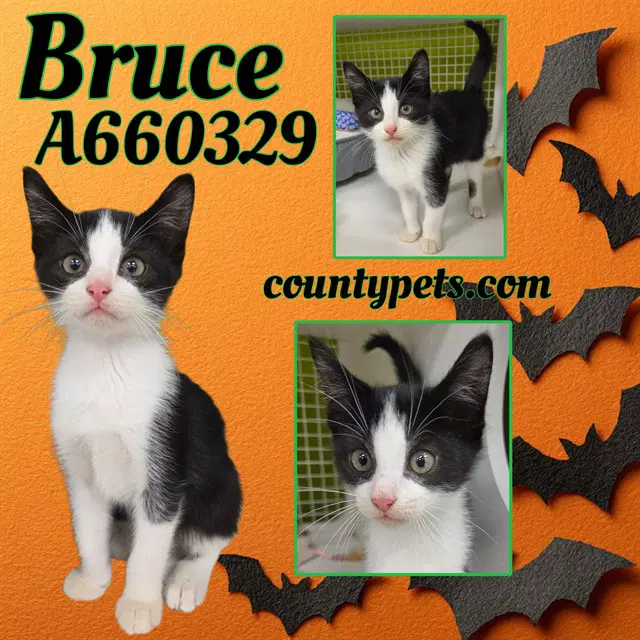 Bruce - Domestic Short Hair