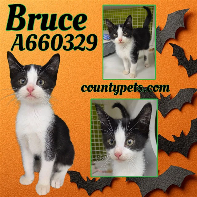 Bruce