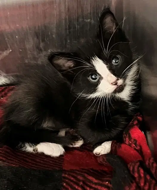 Tux image 1