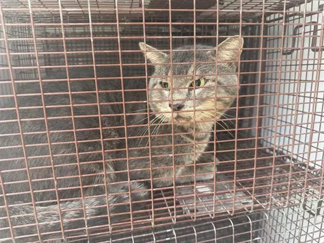 Unknown - Domestic Short Hair