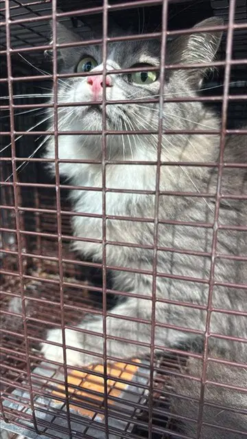 Unknown - Domestic Long Hair