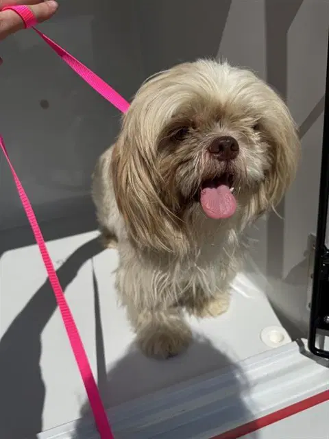 Unknown - Shih Tzu