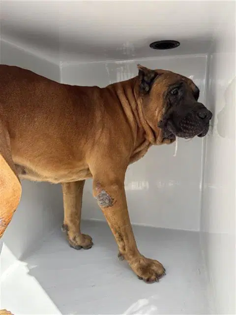 Enzo image 1