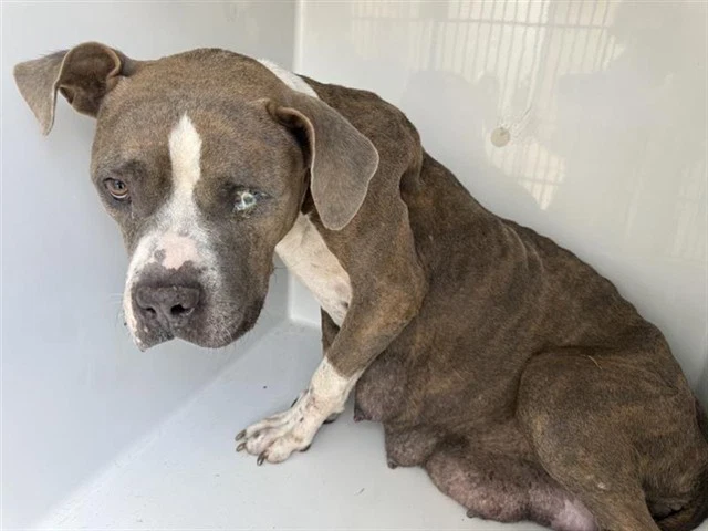 Coraline