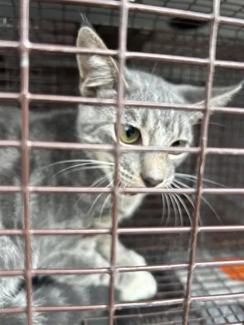 Unknown - Domestic Short Hair
