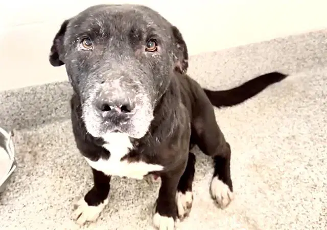Max - Pit Bull Terrier