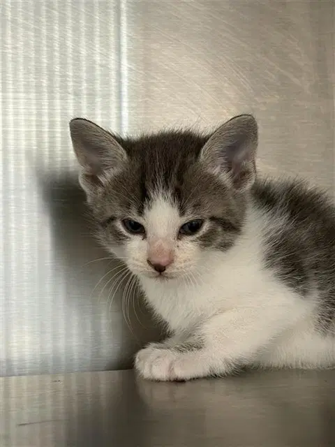 Unknown - Domestic Short Hair