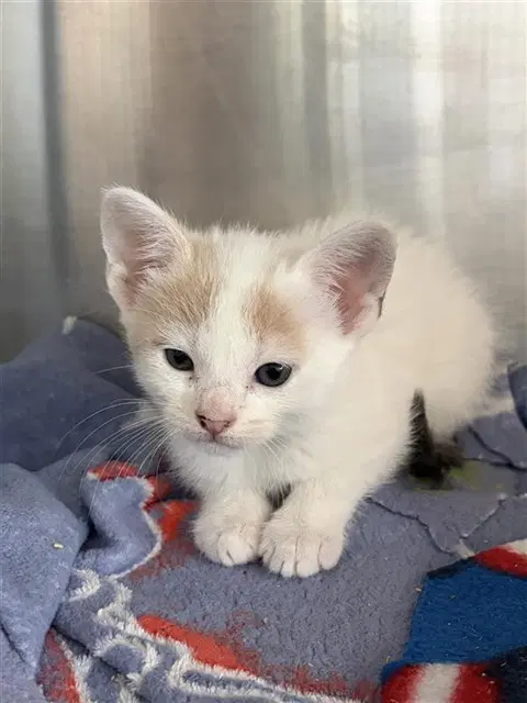 Unknown - Domestic Short Hair