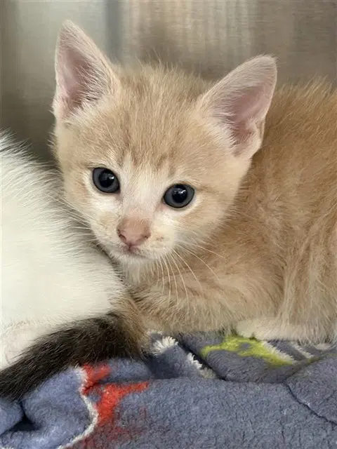 Unknown - Domestic Short Hair