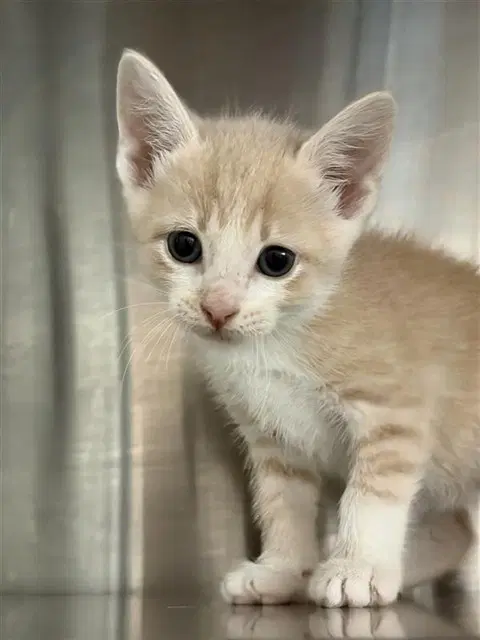 Unknown - Domestic Short Hair