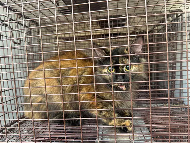 Unknown - Domestic Short Hair