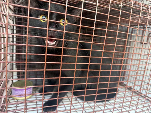 Unknown - Domestic Short Hair