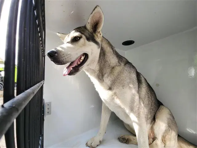 Unknown - Husky