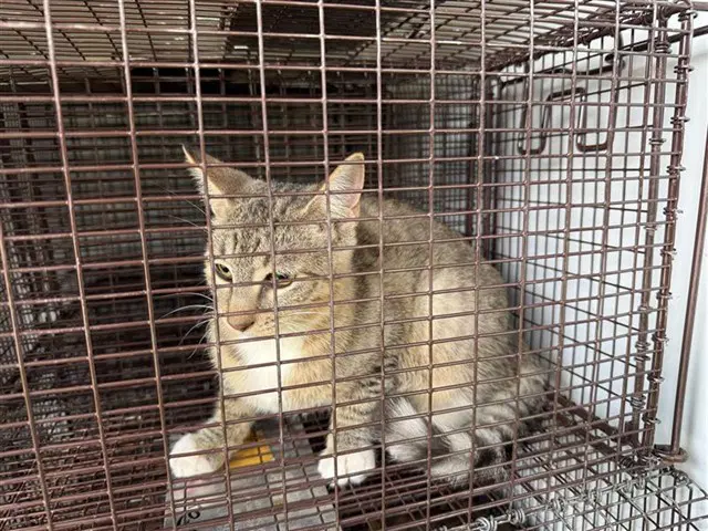Unknown - Domestic Short Hair