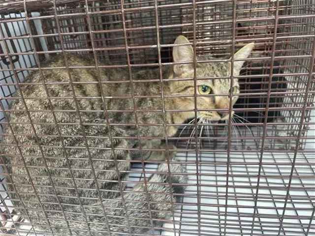 Unknown - Domestic Short Hair