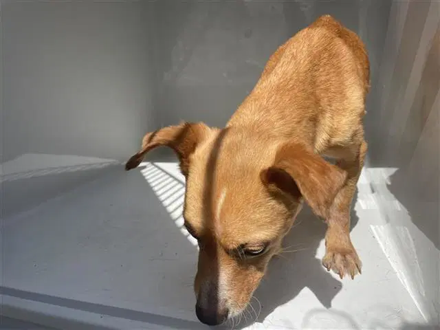 Unknown - Chihuahua