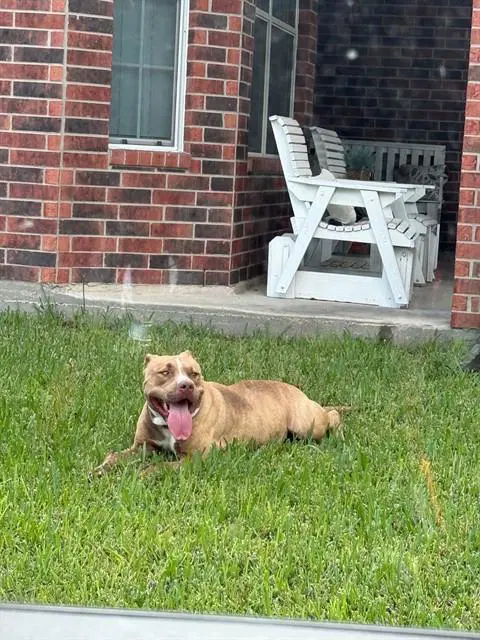 Gatti - Staffordshire Bull Terrier
