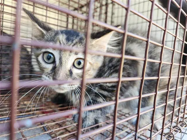 Unknown - Domestic Short Hair