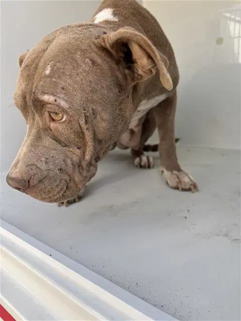 Unknown - Pit Bull Terrier