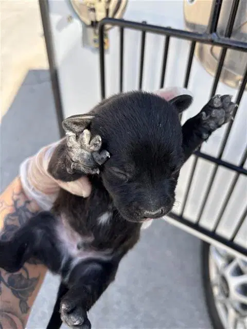 Unknown - Pit Bull Terrier