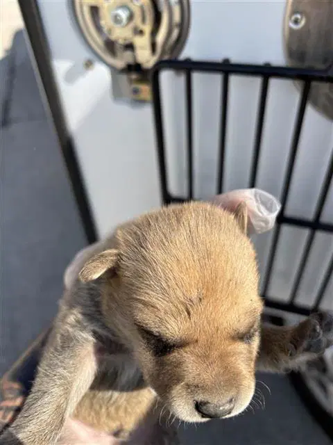 Unknown - Pit Bull Terrier