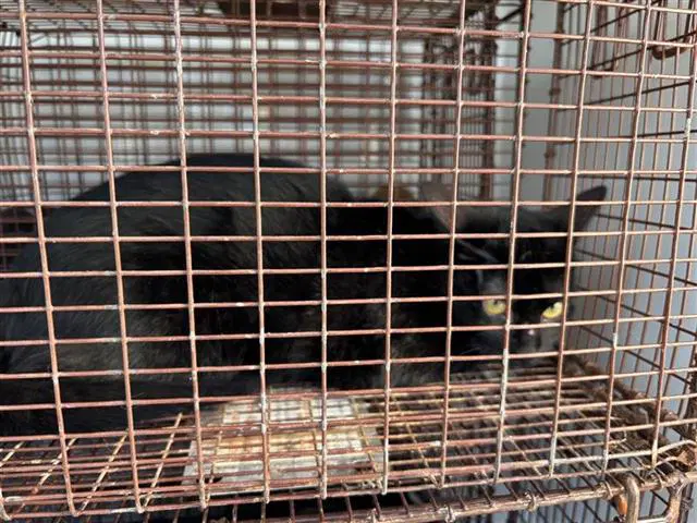 Unknown - Domestic Short Hair