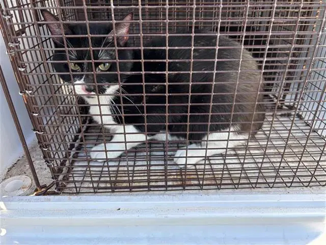 Unknown - Domestic Short Hair