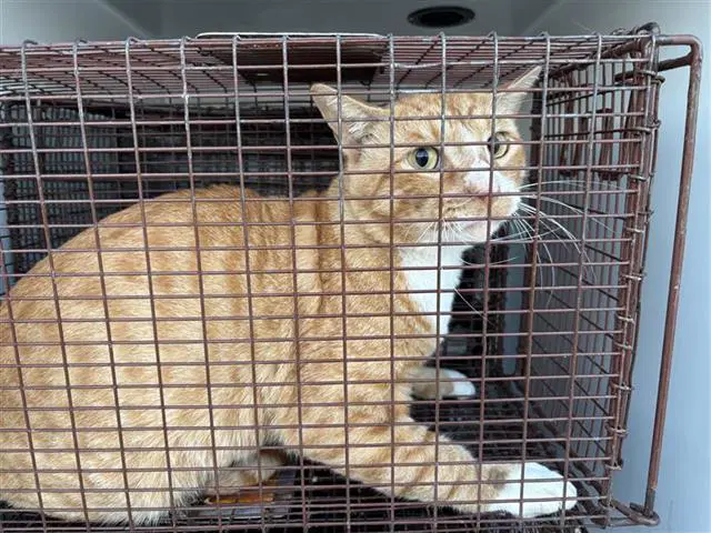 Unknown - Domestic Short Hair