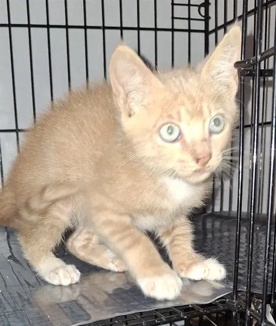 Ginger Snap - Domestic Short Hair