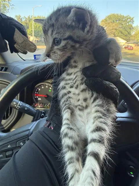 Unknown - Domestic Short Hair