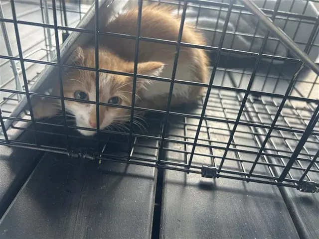 Unknown - Domestic Short Hair