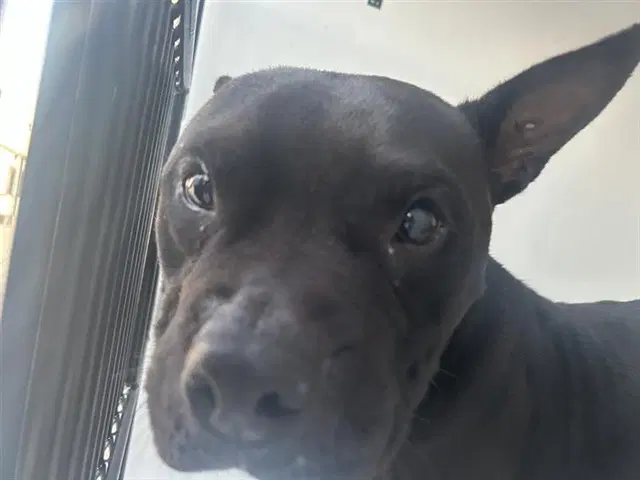 Unknown - Pit Bull Terrier