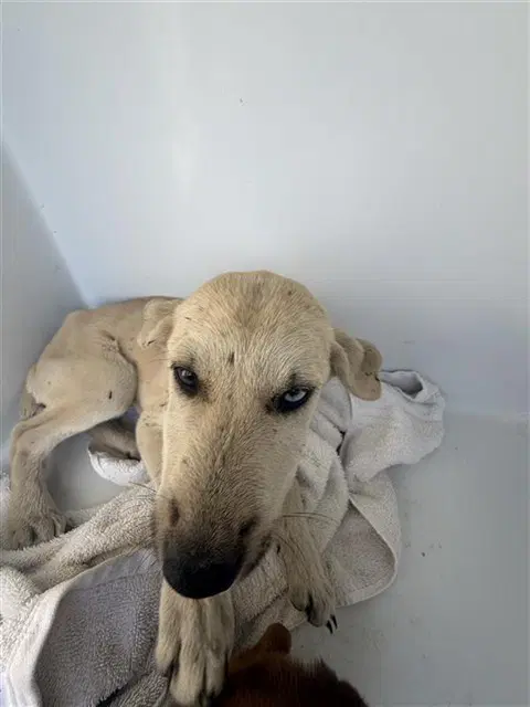 Unknown - Labrador Retriever