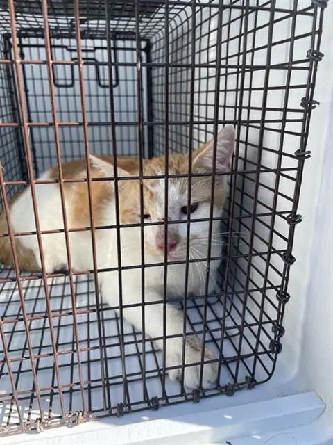 Unknown - Domestic Short Hair