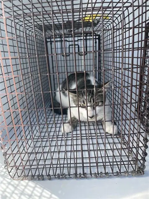 Unknown - Domestic Short Hair