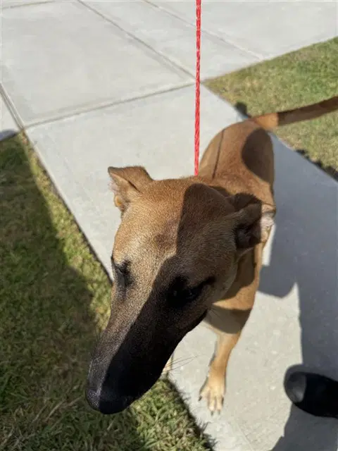 Sophie - German Shepherd Dog