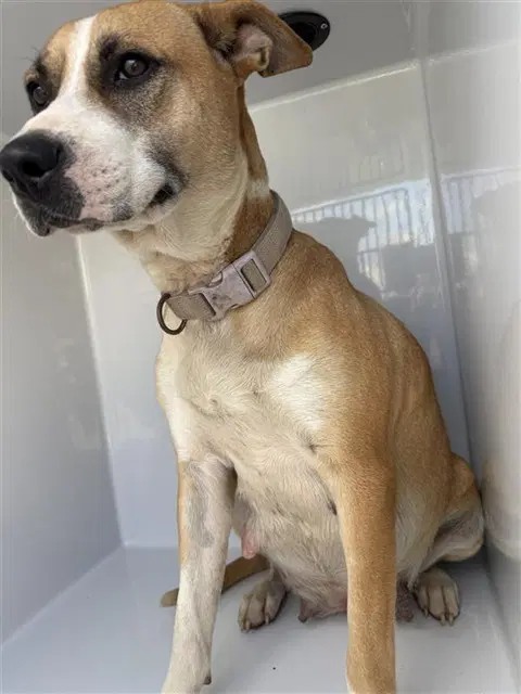 Unknown - Staffordshire Bull Terrier