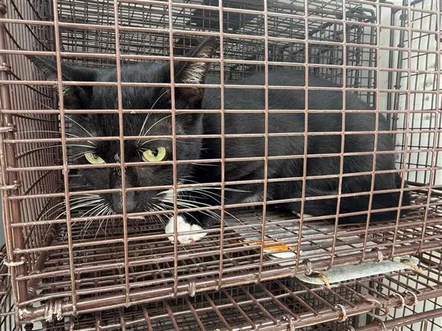 Unknown - Domestic Short Hair
